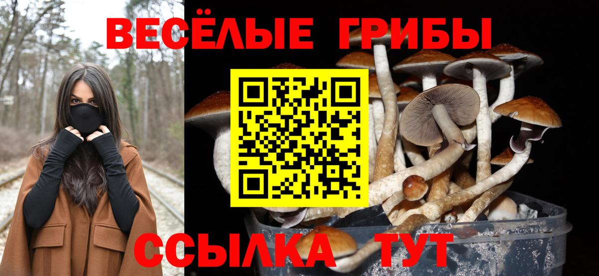 Псилоцибиновые грибы Cubensis Старая Купавна